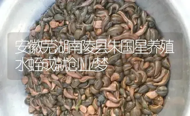 安徽芜湖南陵县朱国星养殖水蛭成就创业梦 | 特种养殖