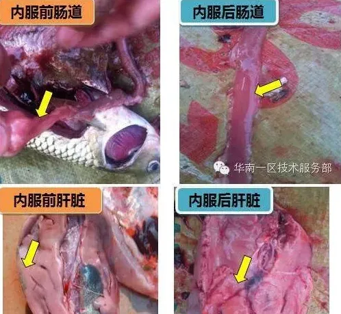 肝肠利健对草鱼罗非鱼斑点叉尾鮰肠道改善效果显著