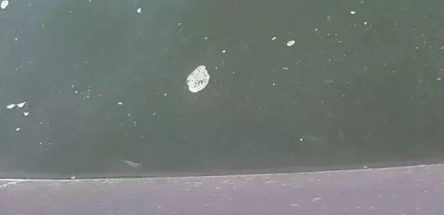 南美白对虾趴边的原因分析及处理方法