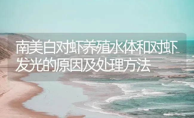 南美白对虾养殖水体和对虾发光的原因及处理方法 | 海水养殖