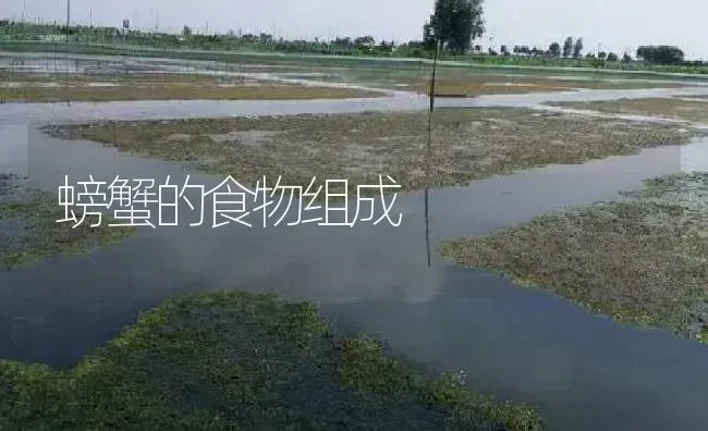 螃蟹的食物组成 | 淡水养殖