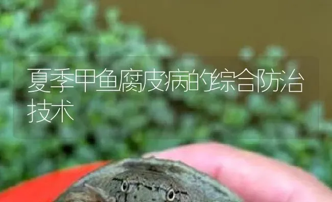夏季甲鱼腐皮病的综合防治技术 | 淡水养殖