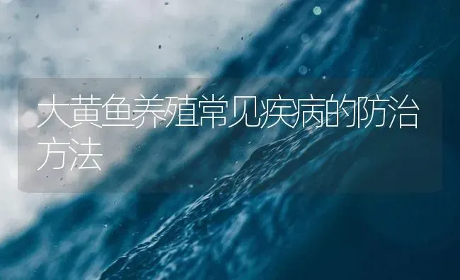 大黄鱼养殖常见疾病的防治方法 | 海水养殖