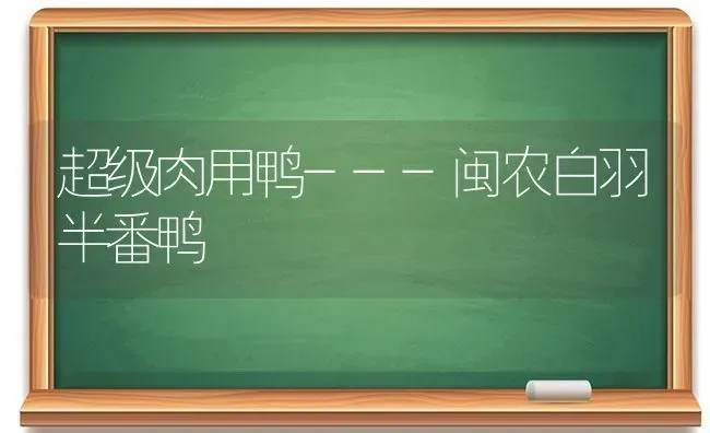 超级肉用鸭---闽农白羽半番鸭 | 家禽养殖