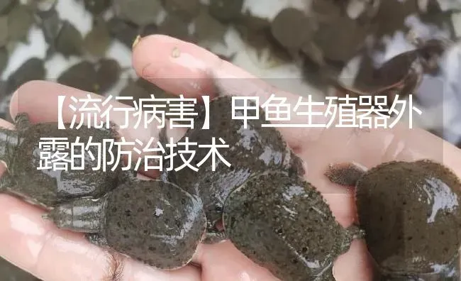 甲鱼生殖器外露的防治技术 | 淡水养殖