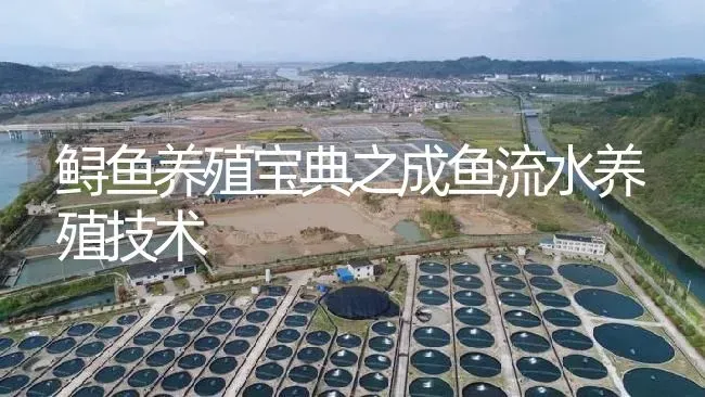 鲟鱼养殖宝典之成鱼流水养殖技术 | 淡水养殖