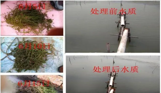 螃蟹塘调水护草实用案例