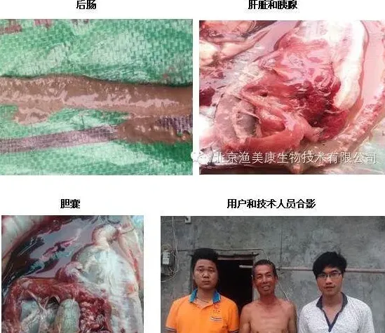 养鱼要想多赚钱，可以通过“以养代防”模式来实现