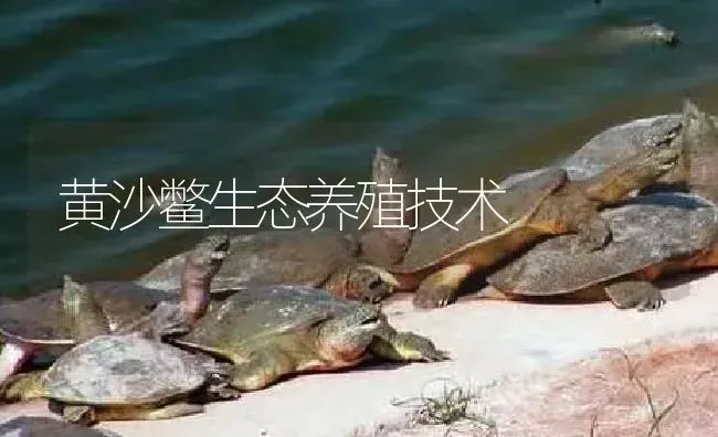 黄沙鳖生态养殖技术 | 淡水养殖