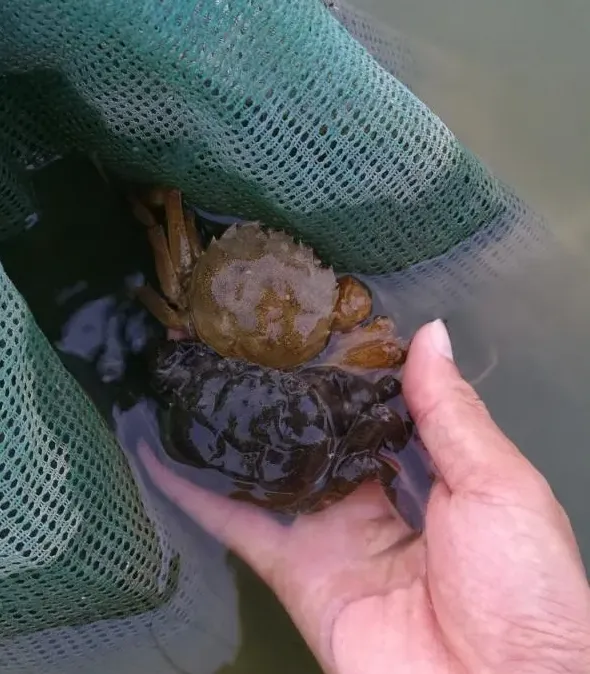 河蟹补钙还有猫腻？听钙先生给你们扒一扒补钙产品中的那点猫腻