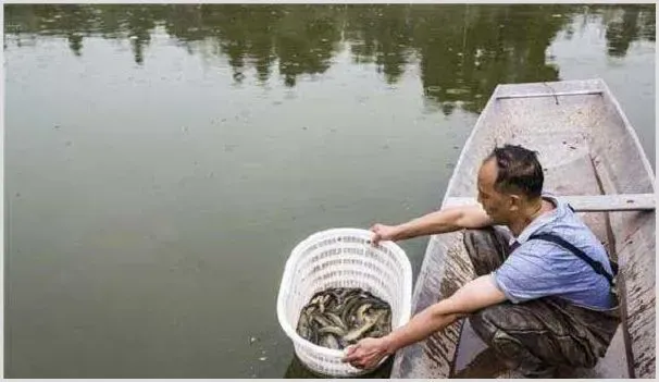 如何防治鱼塘青苔？这些技术要点有必要掌握！ | 农业养殖技术