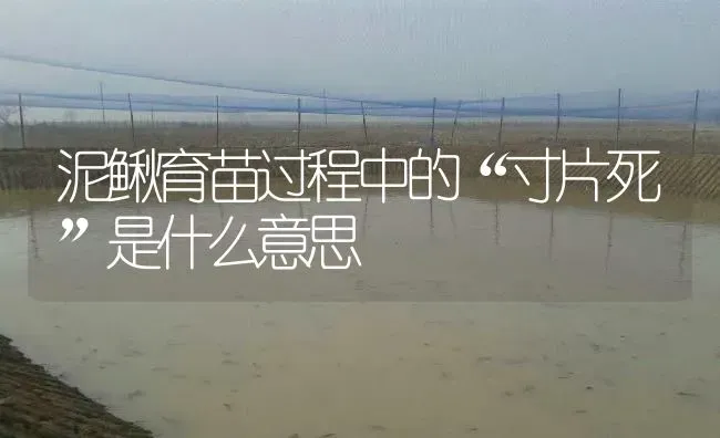 泥鳅育苗过程中的“寸片死”是什么意思 | 淡水养殖