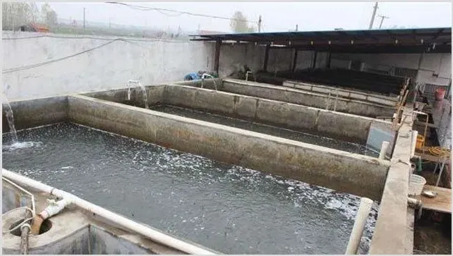 泥鳅常见的几种养殖模式 养殖泥鳅赚钱路子 | 动物养殖技术