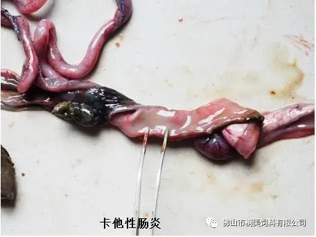 甲鱼养殖户开塘喂料了，消化健康好重要