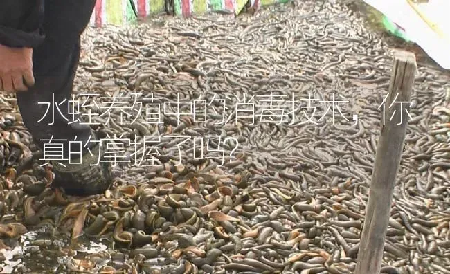 水蛭养殖中的消毒技术，你真的掌握了吗？ | 特种养殖