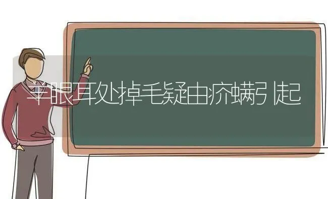 羊眼耳处掉毛疑由疥螨引起 | 家畜养殖