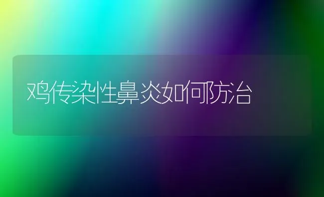 鸡传染性鼻炎如何防治 | 家禽养殖