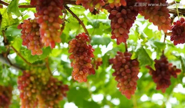 葡萄架下养对虾，看看别人如何赚大钱？