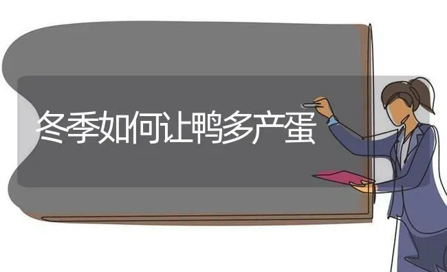冬季如何让鸭多产蛋 | 家禽养殖