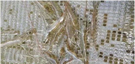 转肝是否顺利，关系到后期对虾能否顺利成长