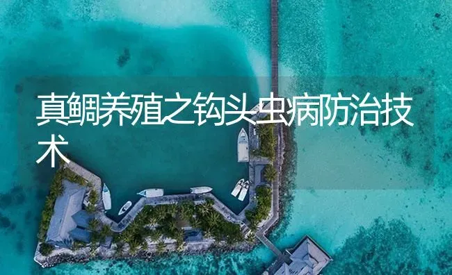 真鲷养殖之钩头虫病防治技术 | 海水养殖