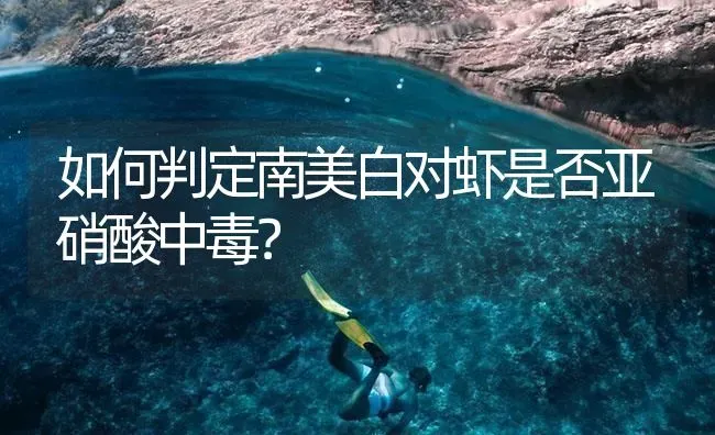 如何判定南美白对虾是否亚硝酸中毒？ | 海水养殖