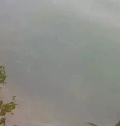 天津地区南美白对虾白便空肠空胃游塘的防治方法