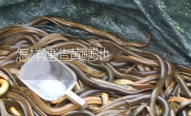 怎样建造黄鳝池 | 淡水养殖