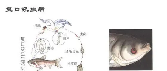 鱼复口吸虫病症状及防治技术