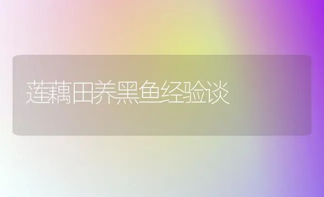 莲藕田养黑鱼经验谈 | 淡水养殖