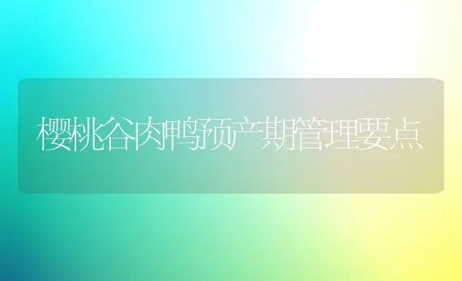 樱桃谷肉鸭预产期管理要点 | 家禽养殖