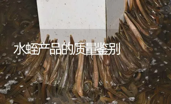 水蛭产品的质量鉴别 | 特种养殖