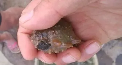 青岛城阳地区秋季促进海参出爬的方案及效果分析