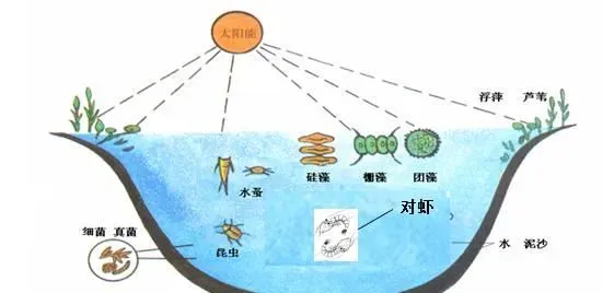 南美白对虾塘亚硝酸盐高的处理案例