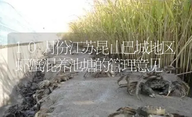 10月份江苏昆山巴城地区虾蟹混养池塘的管理意见 | 淡水养殖