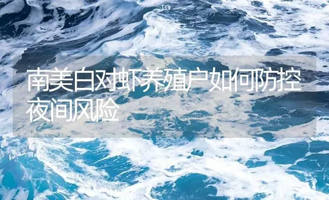 南美白对虾养殖户如何防控夜间风险 | 海水养殖