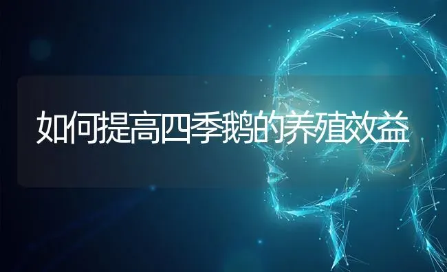 如何提高四季鹅的养殖效益 | 家禽养殖