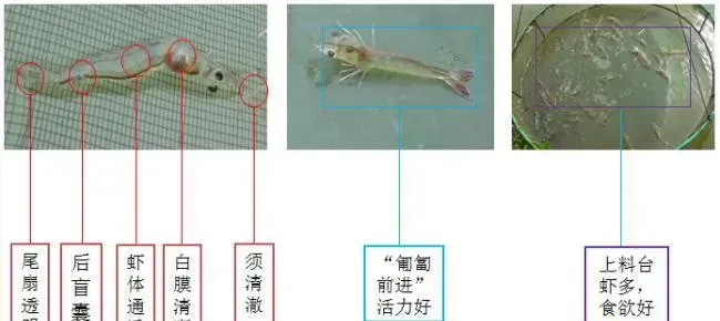 虾多宝在南美白对虾养殖过程中的五个关键作用介绍