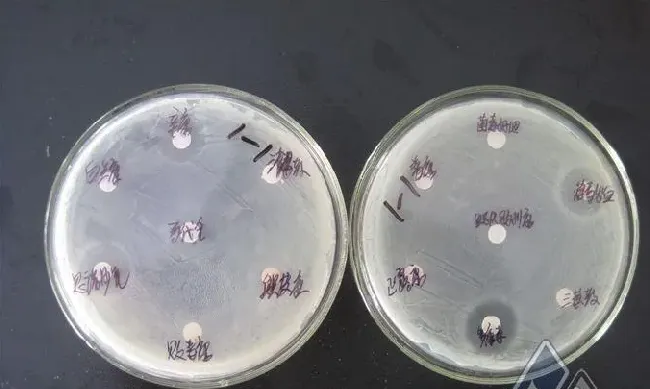 检出一例草鱼出血病病毒及处理方法