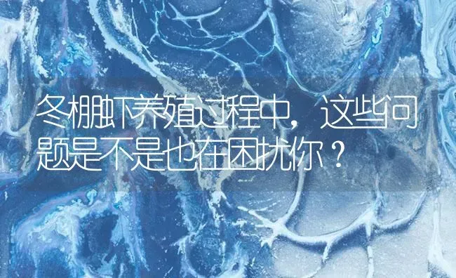 冬棚虾养殖过程中，这些问题是不是也在困扰你？ | 海水养殖