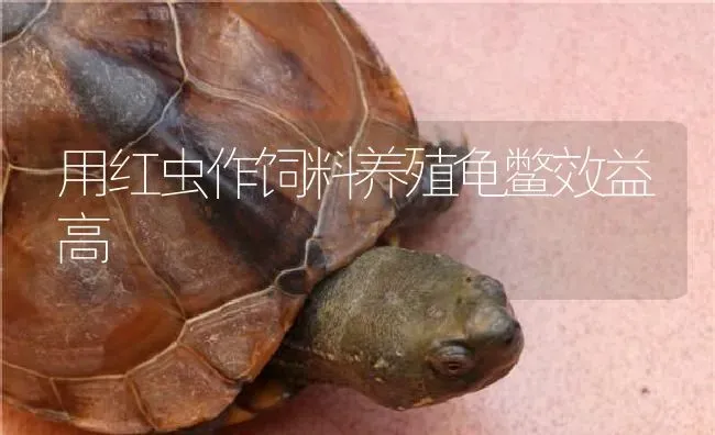 用红虫作饲料养殖龟鳖效益高 | 淡水养殖