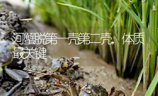 河蟹脱第一壳第二壳，体质最关键 | 淡水养殖