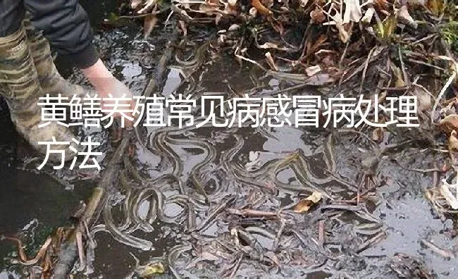 黄鳝养殖常见病感冒病处理方法 | 淡水养殖