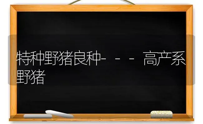 特种野猪良种---高产系野猪 | 家畜养殖