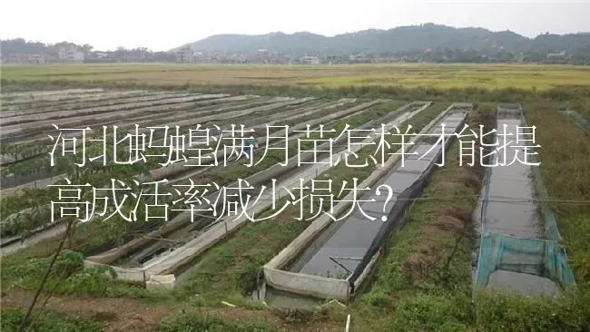 河北蚂蝗满月苗怎样才能提高成活率减少损失？ | 特种养殖