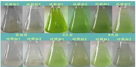 搅动底泥及配合使用活水宝Ⅰ对水体活性磷、亚硝酸盐及藻类生物量的影响评估