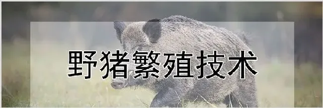 野猪繁殖技术 | 动物养殖知识