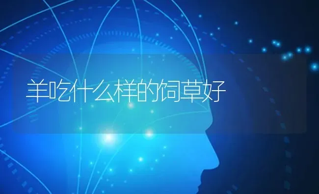 羊吃什么样的饲草好 | 家畜养殖