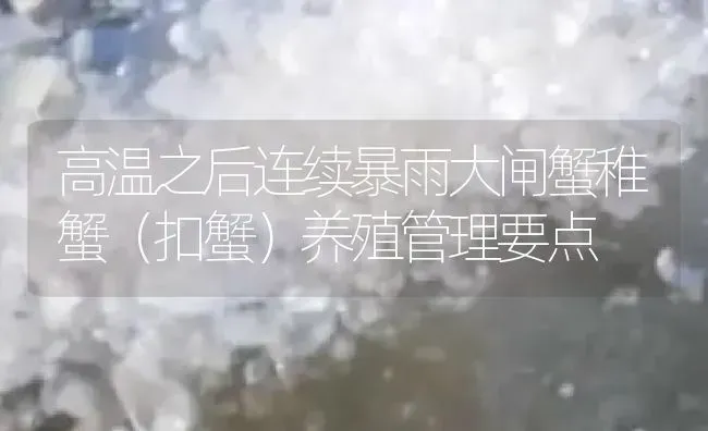 高温之后连续暴雨大闸蟹稚蟹（扣蟹）养殖管理要点 | 淡水养殖