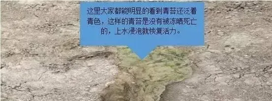 河蟹养殖换个角度看青苔